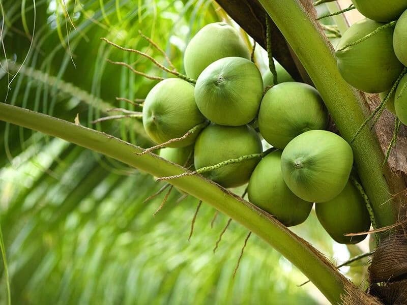 Cluster of fresh coconuts growing on a palm tree